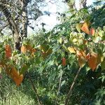 Croton urucurana Habit