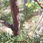 Juniperus communis 樹皮