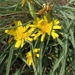 Scorzonera austriaca Flor