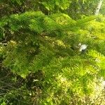 Abies balsamea 叶