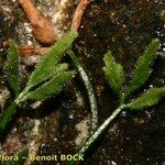 Asplenium seelosii Прочее