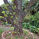 Carya illinoinensis Casca