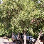 Searsia lancea Habitus