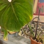 Philodendron gloriosum List