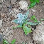 Nonea vesicaria Hoja