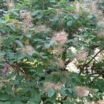 Cotinus coggygria Hàbitat