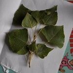 Populus x canadensis Leaf