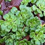 Saxifraga spathularis Leaf