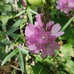 Sidalcea hirtipes Flor