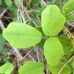 Boquila trifoliolata Leaf