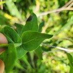 Solidago rigida Folla