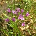 Allium unifolium Blüte