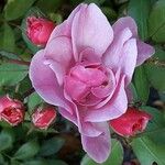 Rosa gallica फूल