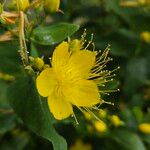 Hypericum hircinum Fiore