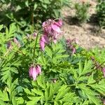 Dicentra formosa Kvet