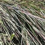 Schizachyrium scoparium Blatt