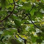 Brachychiton discolor Hoja