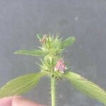 Galeopsis bifida Floare