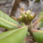 Xanthostemon multiflorus Fruit