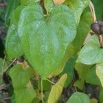 Dioscorea polystachya Hoja
