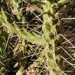 Austrocylindropuntia cylindrica Blad