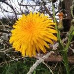 Sonchus arvensisBlomst