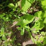 Asperula arvensis Blatt