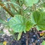 Hibiscus sabdariffa Folha
