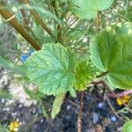 Hibiscus sabdariffa Hoja