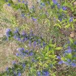 Echium vulgareFlors