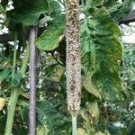 Pennisetum glaucum ഫലം