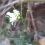 Arabis collina Fruto