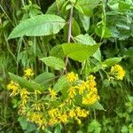 Senecio hercynicus Flower