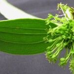 Smilax spinosa その他の提案