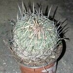 Stenocactus crispatusHábito