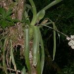 Aechmea angustifolia Diğer