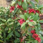 Skimmia japonicaഫലം