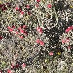 Cylindropuntia leptocaulis Fruit