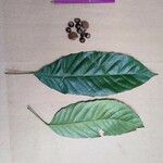 Paracroton pendulus Leaf
