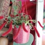 Acalypha hispida Blomst
