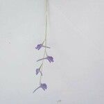 Delphinium gracile Otro
