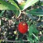 Arbutus unedo फल