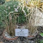 Allium callimischon عادت داشتن