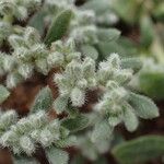 Herniaria incana Flor