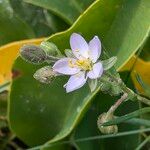 Spergularia media Flower