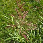 Sorghum halepenseFlower