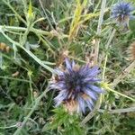 Echinops ritro花