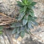 Petrosedum sediforme Liść