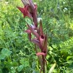 Serapias strictiflora