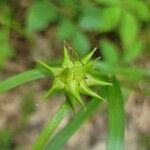 Carex intumescens Blad